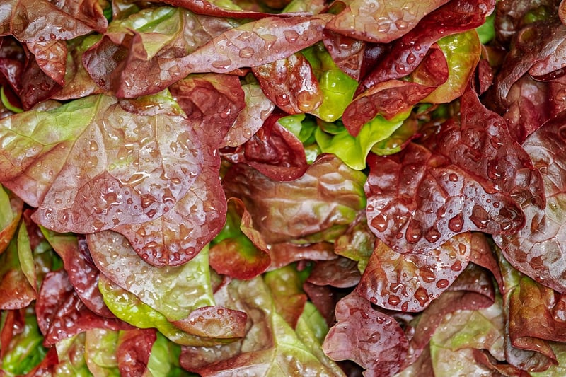 Fairy Garden Salad